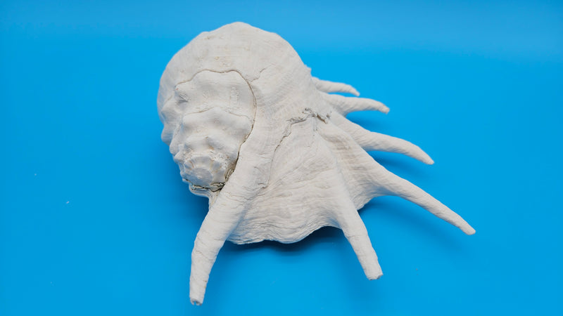 Large Spider Conch Lambis truncata shell side display