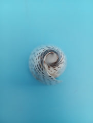 Spiral view of polished Alphabet Cone shell – natural 4 inch ocean display piece