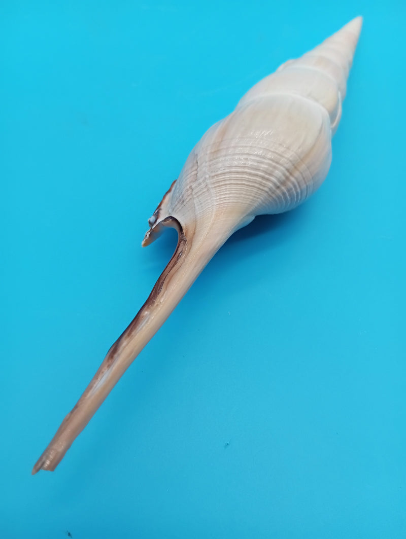 Spiral whorl detail of Shinbone Tibia shell – 9 inch natural display shell