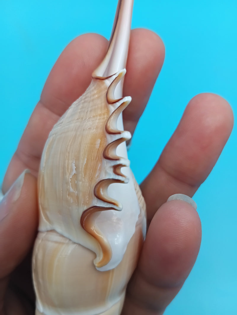 Tapered spiral tip of Shinbone Tibia shell – 9 inch polished natural shell