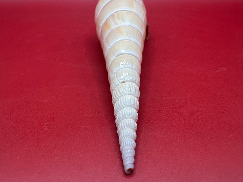 Close up of spire on shinbone tibia shell slight damage to tip