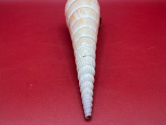 Close up of spire on shinbone tibia shell slight damage to tip
