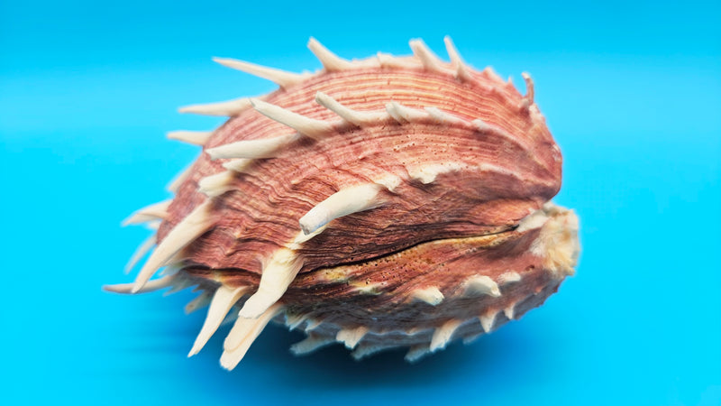 Regius Spondylus Spiny Display Shell –7