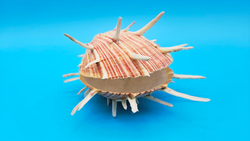 Regius Spondylus Spiny Display Shell – 6.5