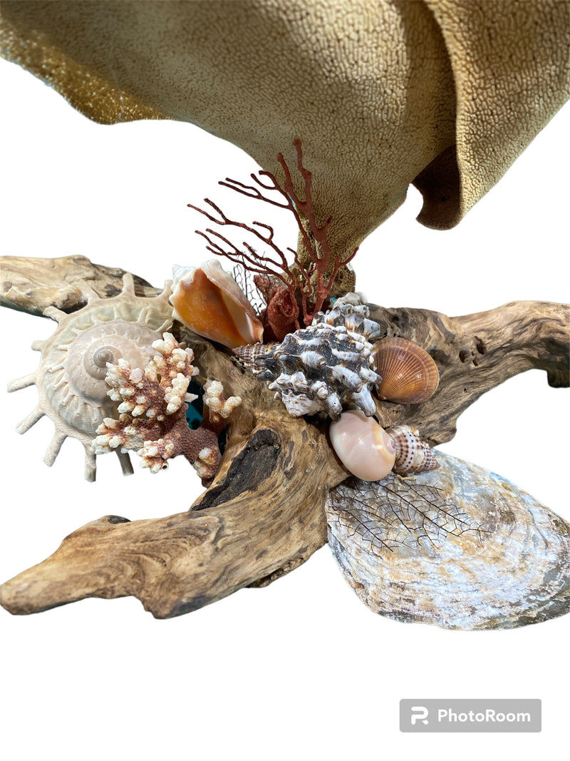 Sponge sea-fan on driftwood Sculpture