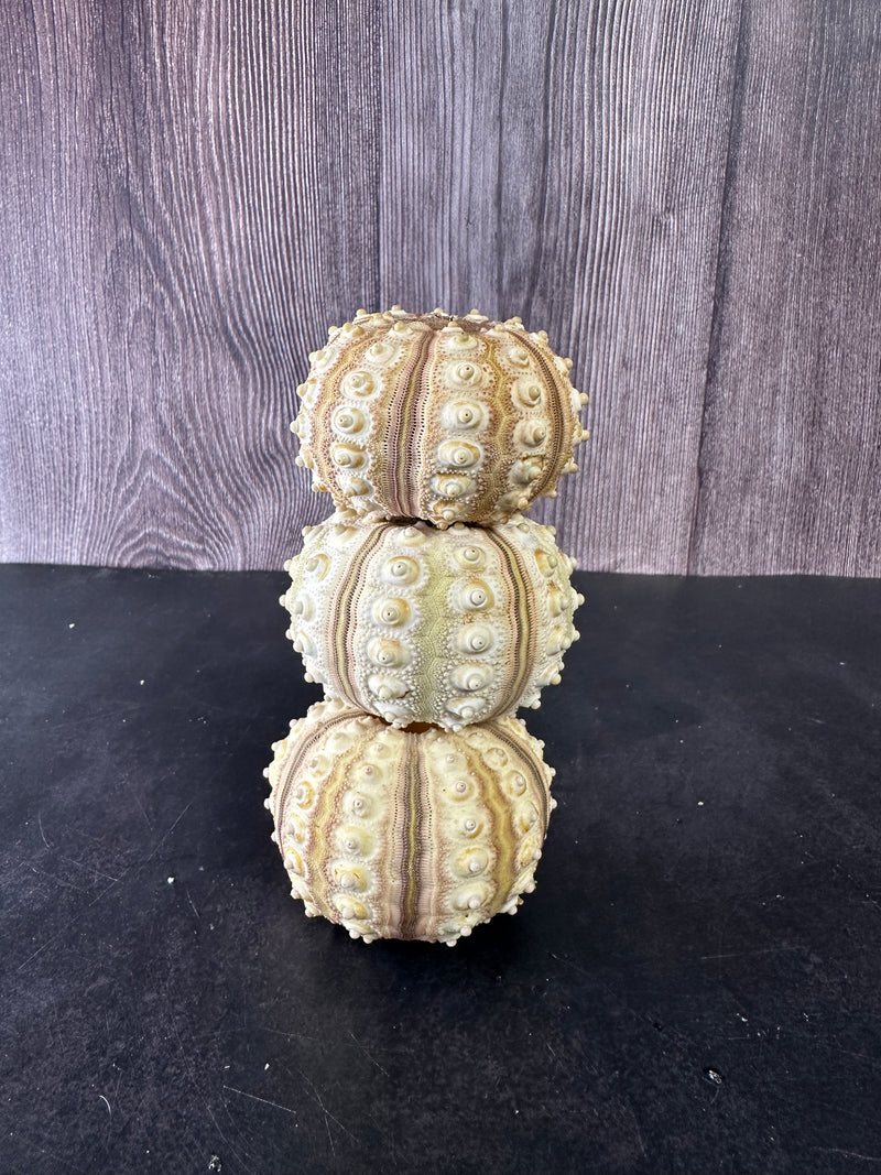 Three tiger urchin shells stacked on top of each other, showcasing their natural symmetry and shape.