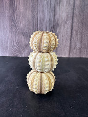 Three tiger urchin shells stacked on top of each other, showcasing their natural symmetry and shape.