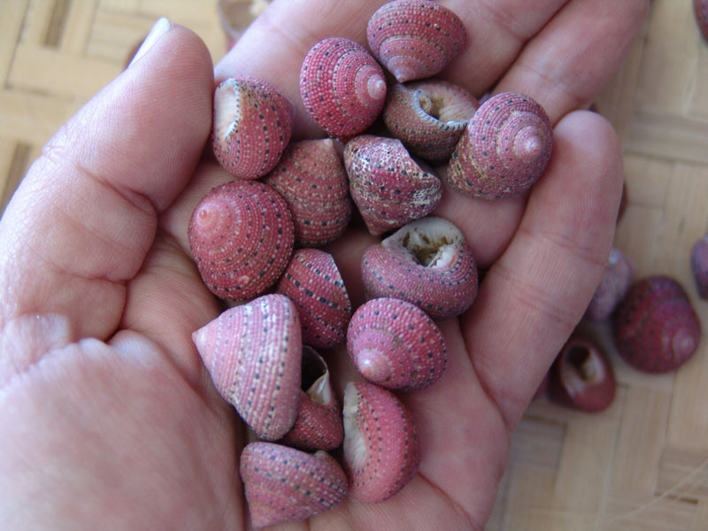 Hand holding several Strawberry Top Snail Shells, displaying their red color and textured pattern.