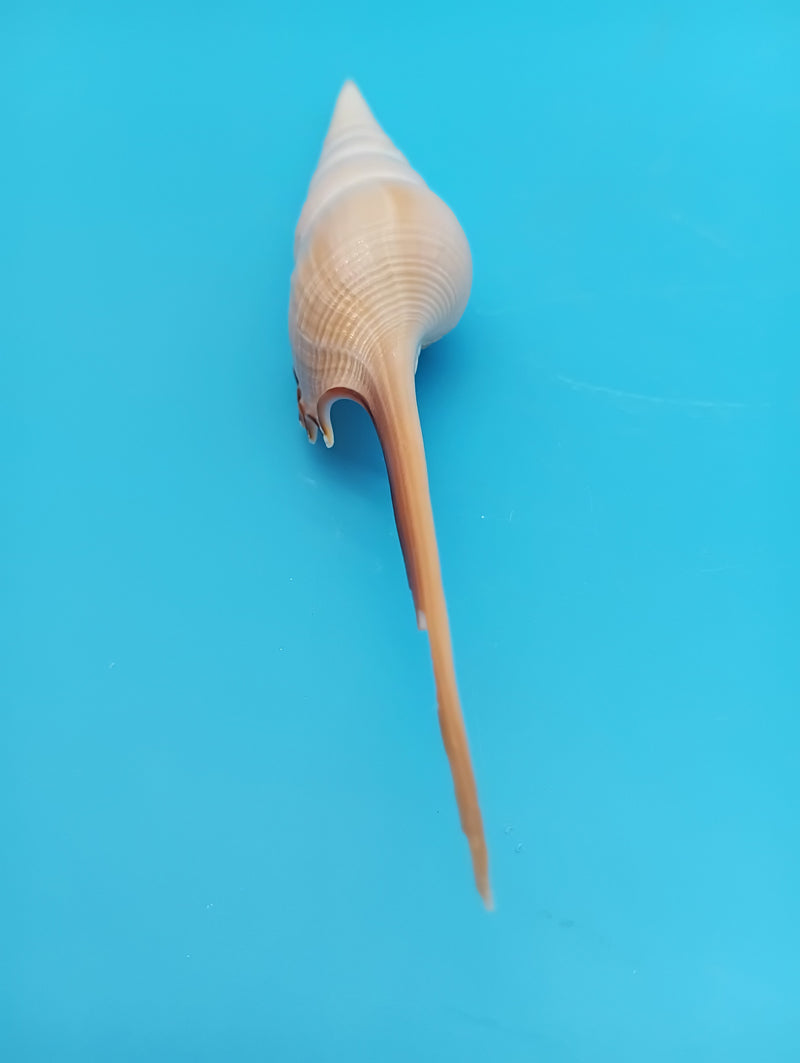 Shinbone Tibia shell styled as a coastal decor accent – 9 inch display shell