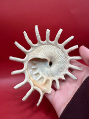 Back view of Sun Carrier Shell 4.5