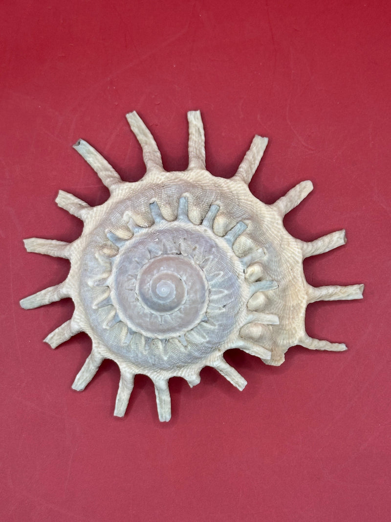 Sun Carrier Shell Stellaria solarius 4.5" display with radiating spines and spiral center