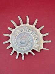 Sun Carrier Shell Stellaria solarius 4.5