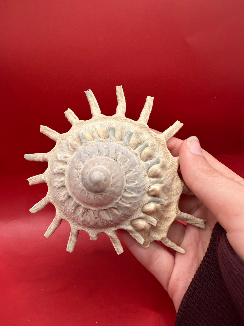 Top view of Sun Carrier Shell 4.5" highlighting spiral form and sunburst-like spines