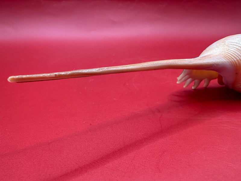 Close up of the tail of 9" shinbone tibia seashell