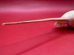 Close up of the tail of 9