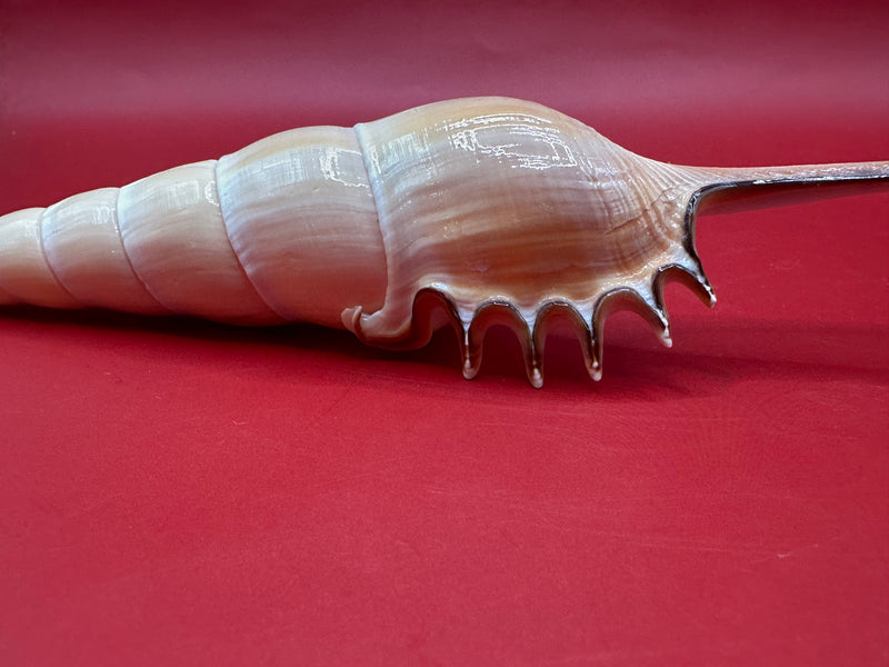 Close up of the "teeth" on the aperture of 9" Shinbone tibia