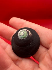 Side angle of Tegula atra shell – Chile origin specimen with operculum