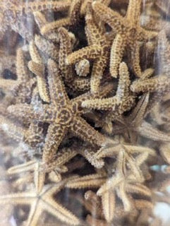 Close-up of Bay Starfish clustered together