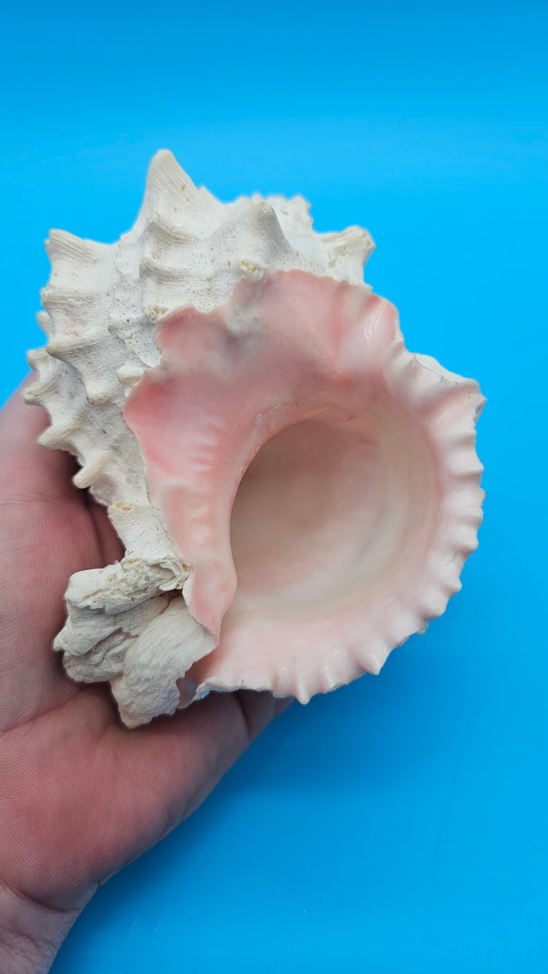 Textured pink murex shell with soft pastel tones and sculpted details