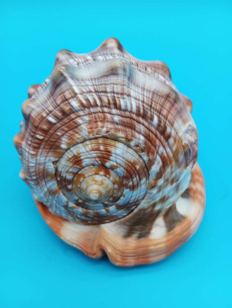Detailed Three Graces carved cameo shell – coastal decor accent 4.7"
