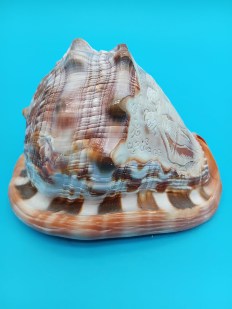 Detailed Three Graces carved cameo shell – coastal decor accent 4.7"