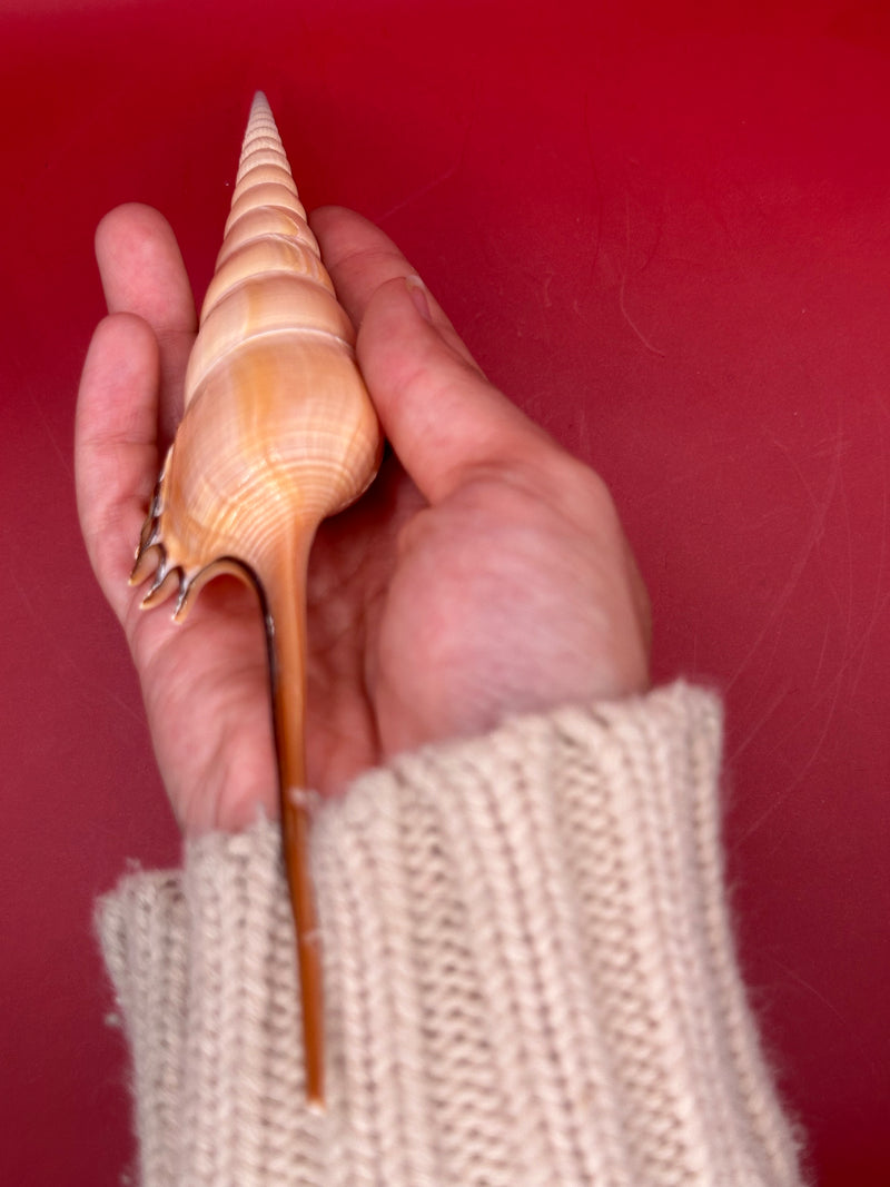 Shinbone Tibia Shell aperture view in hand – natural display shell for beach decor