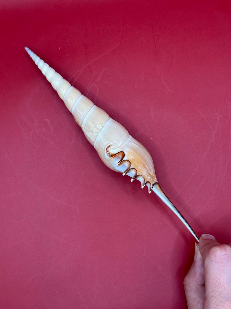 Long Shinbone Tibia Shell side profile in hand – natural shell decor