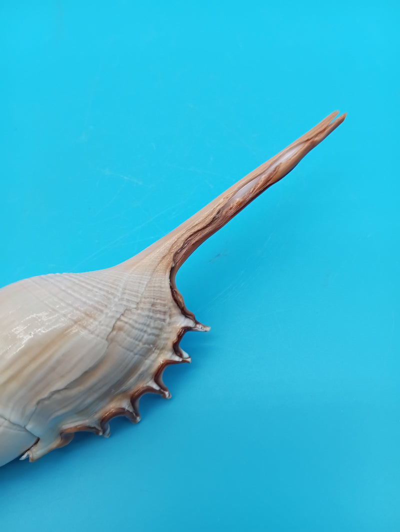 Polished natural Tibia fusus shell with elongated spiral form – 9 inch