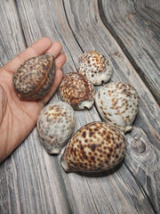 A selection of six Tiger Cowrie Shells, Grade B, resting on a rustic wooden surface. One shell is being held to show size comparison, displaying the leopard-like spotted pattern unique to tiger cowries. The shells vary in appearance, with natural imperfections and a less glossy finish.