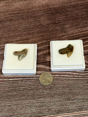 Tiger Shark Tooth Fossils in white display case.