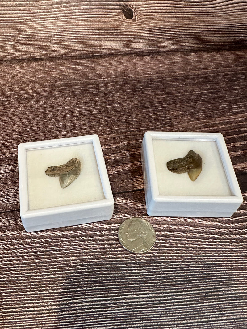 Tiger Shark Tooth Fossils in white display case.