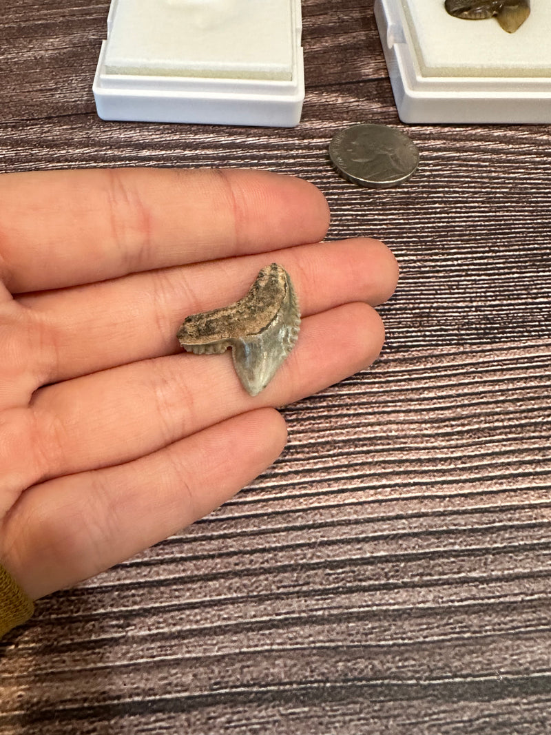 Tiger Shark Tooth Fossils in white display case. One shown in hand.