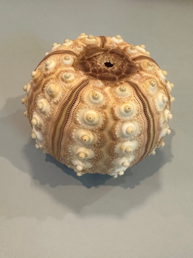 The underside of a tiger urchin shell, revealing its hollow structure and natural texture.