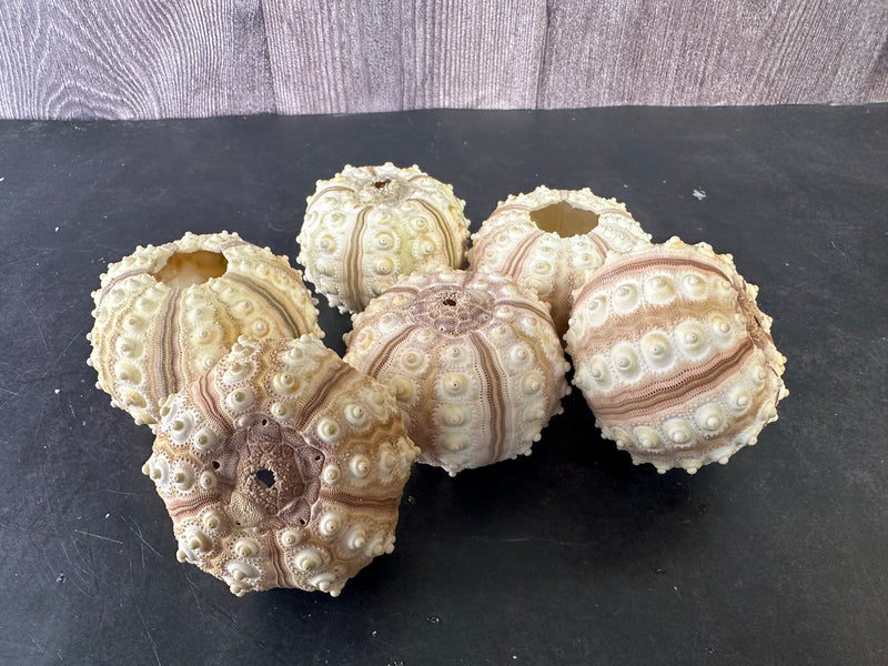 A collection of tiger sea urchin shells spread out, highlighting variations in size and natural color tones.