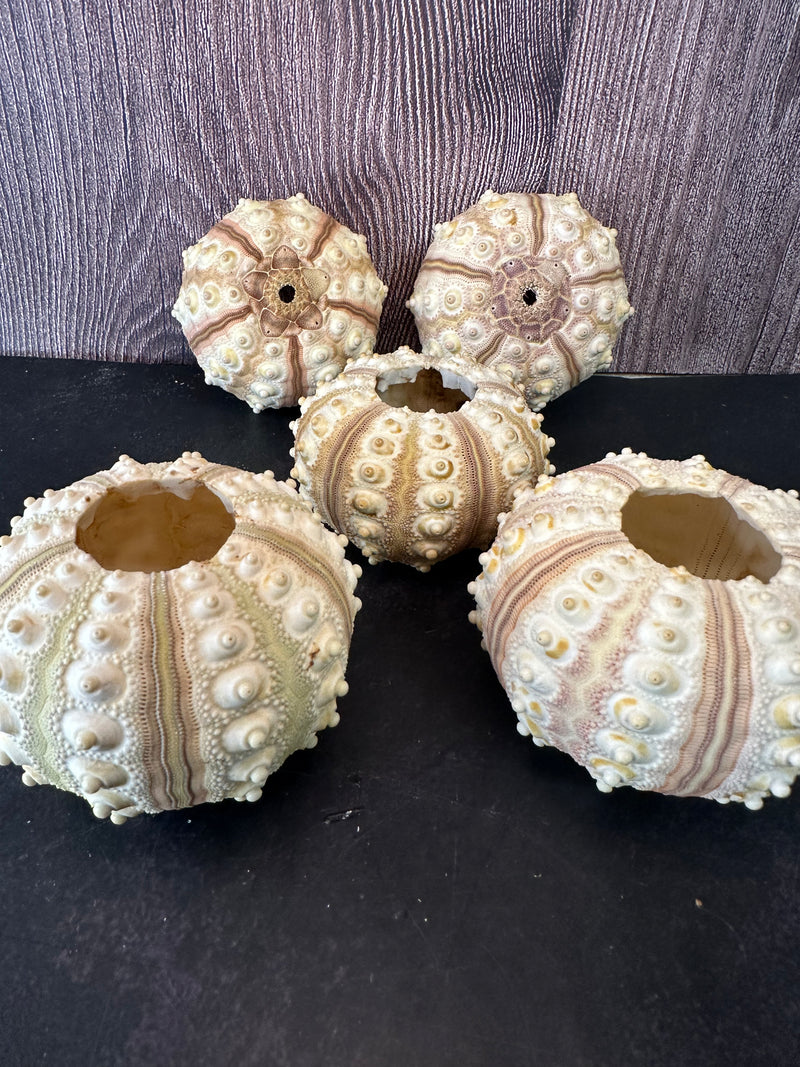 A set of tiger sea urchin shells arranged on a dark background, showcasing their natural ridges and textured surface.