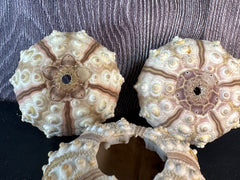 A top-down view of tiger sea urchin shells, highlighting their raised ridges and natural brown and cream tones.