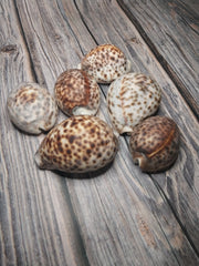 A selection of six Tiger Cowrie Shells, Grade B, resting on a rustic wooden surface. Displaying the leopard-like spotted pattern unique to tiger cowries. The shells vary in appearance, with natural imperfections and a less glossy finish.