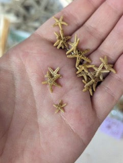 Hand holding tiny Bay Starfish