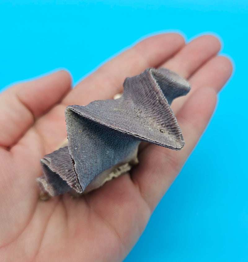 Petite Cockscomb Oyster shell with ruffled lavender peaks and warm ivory core