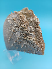 Top view of barnacle encrusted rigid pen shell 7.2