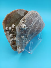Top view of barnacle encrusted rigid pen shell 7.9