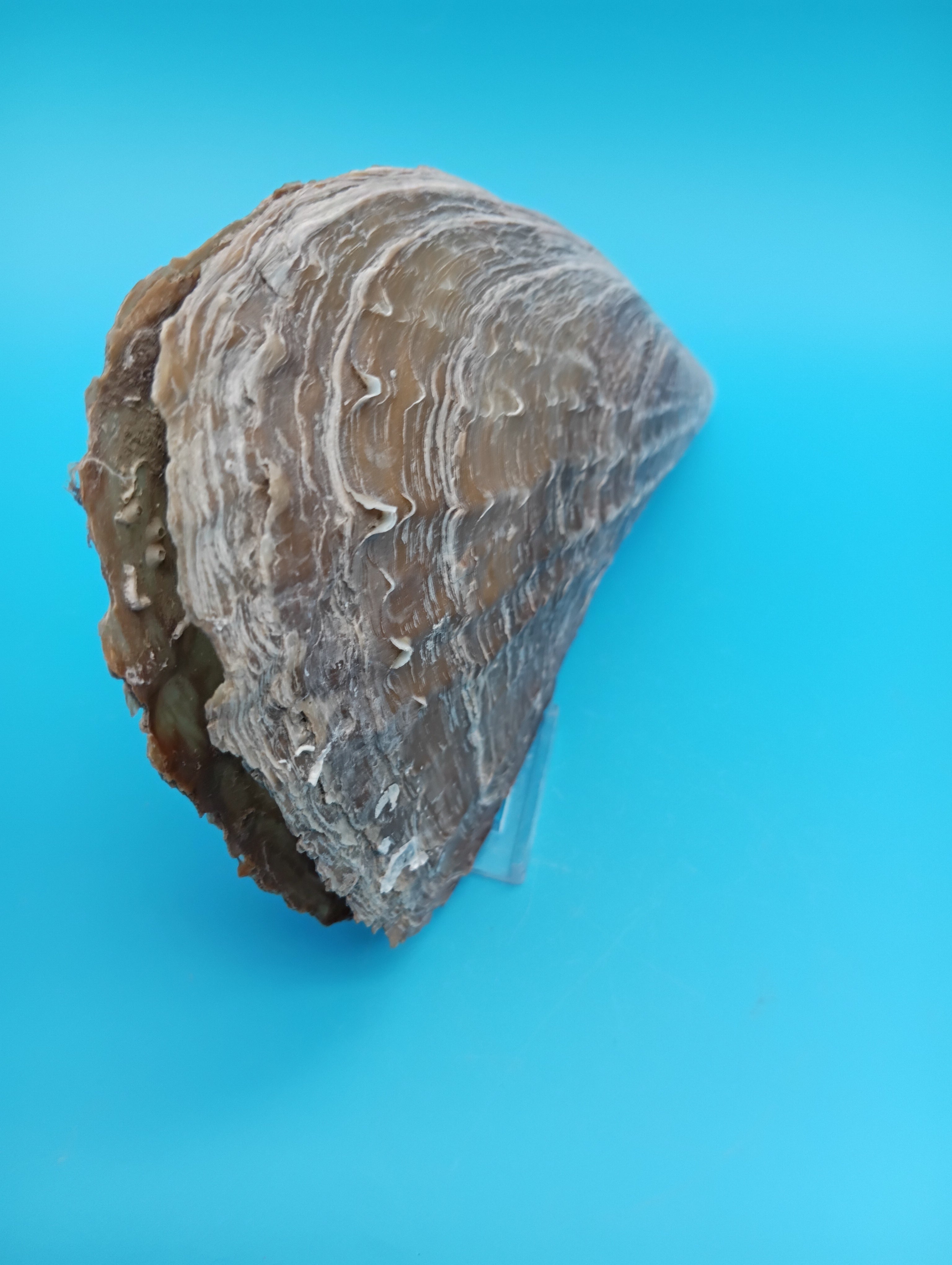 Barnacle Encrusted Rigid Pen Shell 9