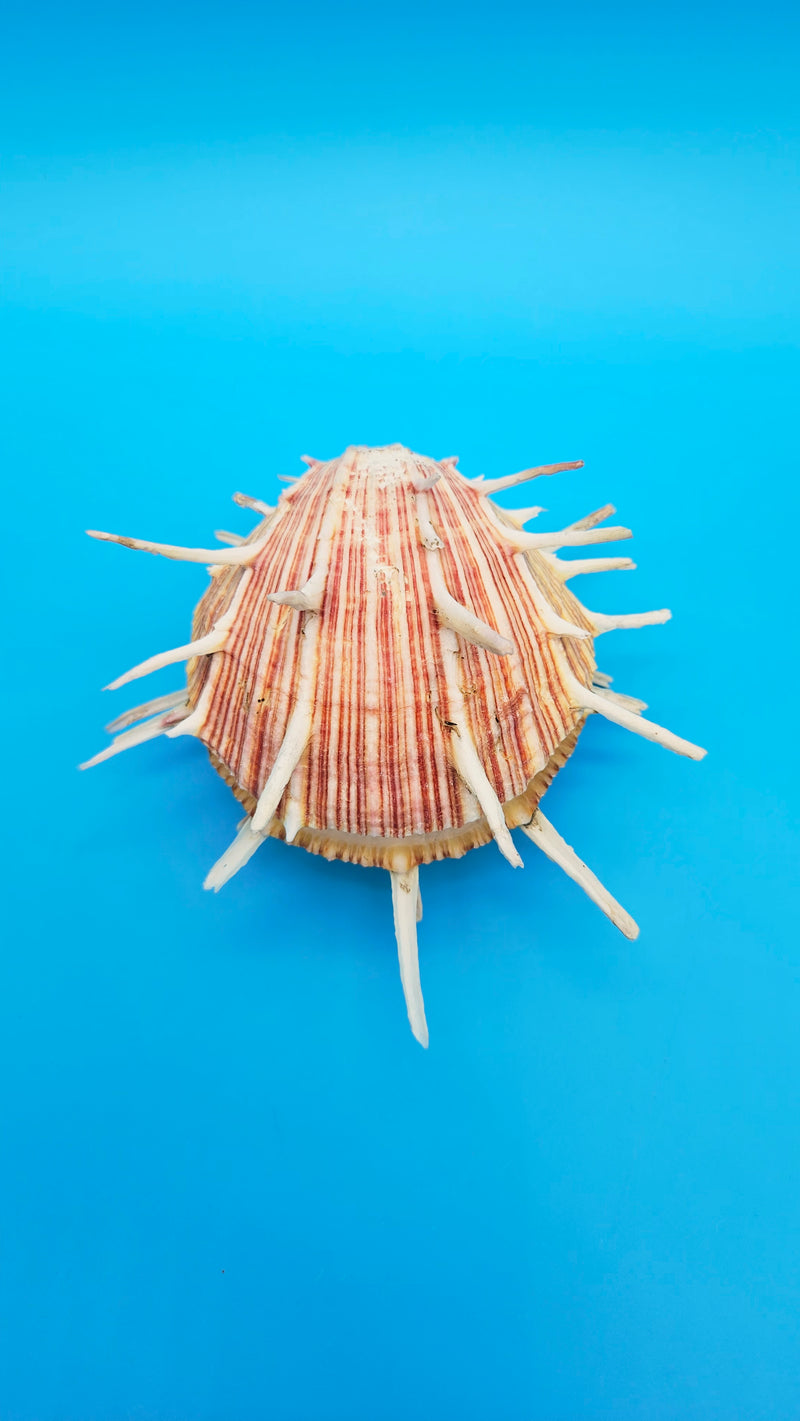 Regius Spondylus Spiny Display Shell – 6.5