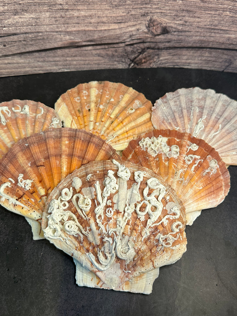 A collection of vibrant Irish Flat Scallop shells with natural organic growth, including tube worms and barnacles, displayed on a dark surface with a wooden background. The shells showcase a range of colors from orange and pink to brown, with unique textures and markings adding to their natural beauty.