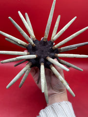Top angle of club sea urchin with intact spines