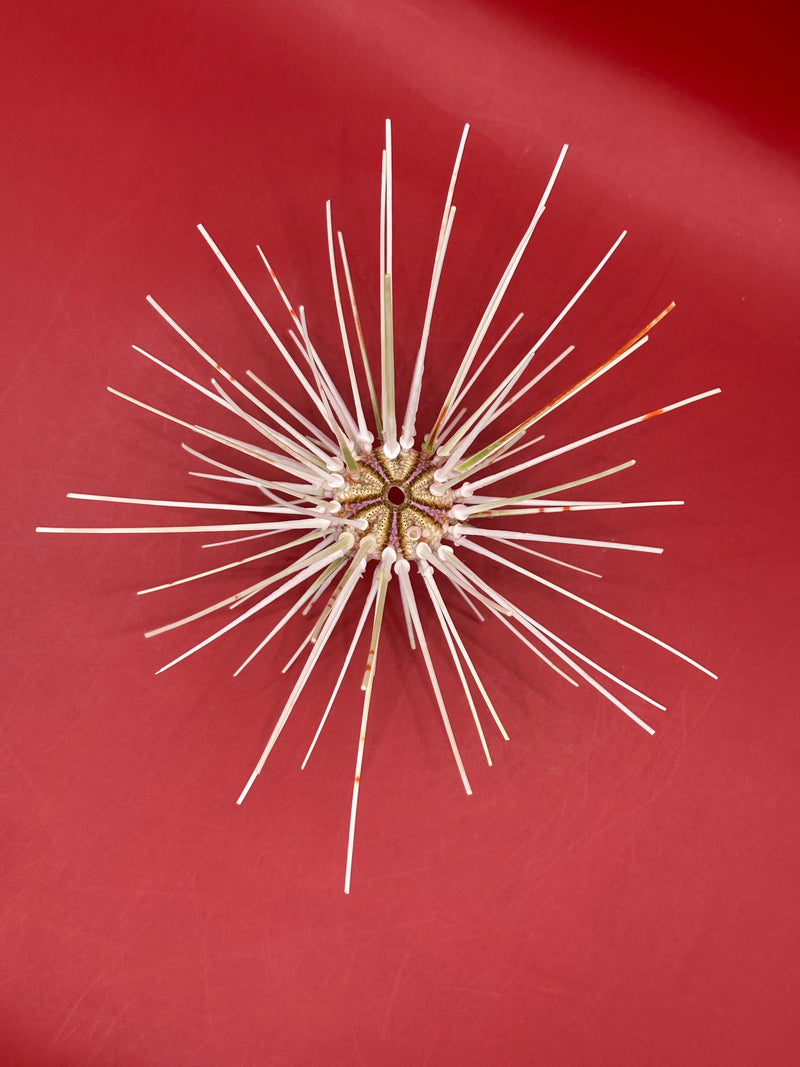 Top view of Caledonia deep water urchin with long spines – Coelopleurus maculatus