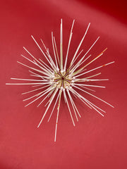 Top view of Caledonia deep water urchin with long spines – Coelopleurus maculatus