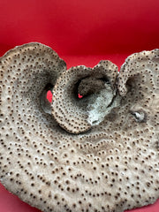 Top view of Cup Coral showing bowl-like growth