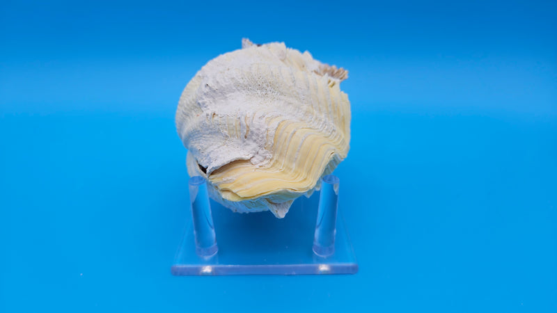 Tridacna derasa clam shells with rippled texture – natural coastal decor piece