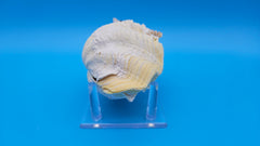 Tridacna derasa clam shells with rippled texture – natural coastal decor piece